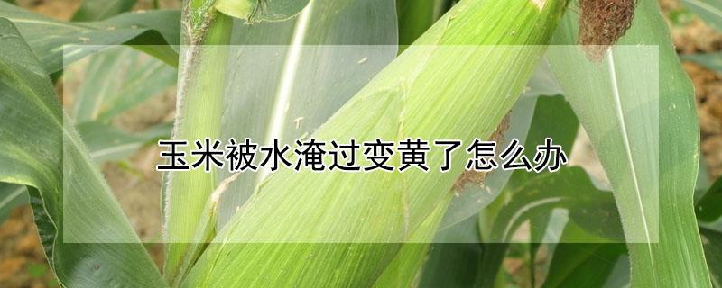玉米被水淹过变黄了怎么办 玉米被水淹过变黄了怎么办视频