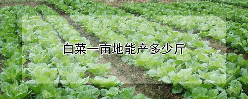 白菜一亩地能产多少斤（白菜一亩地能产多少斤白菜籽）