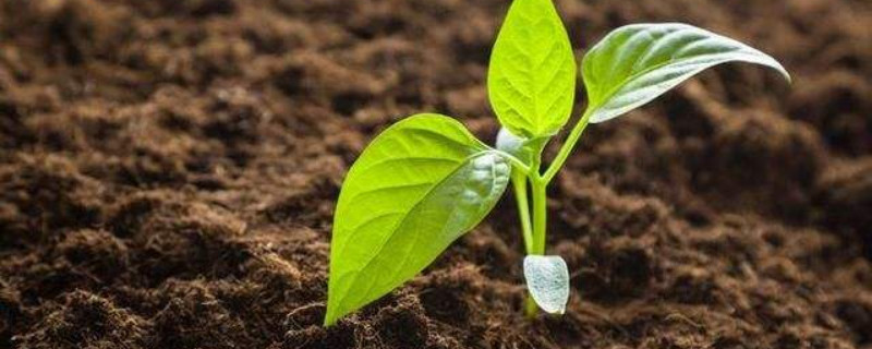 辣椒苗什么时候种 辣椒苗什么时候种植