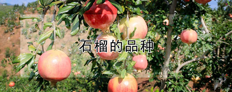 石榴的品种 怀远石榴的品种