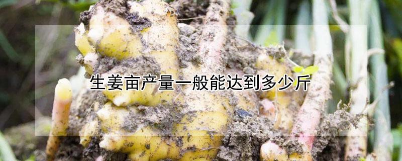 生姜亩产量一般能达到多少斤 生姜亩产量一般能达到多少斤以上