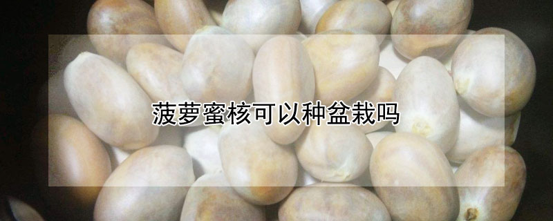 菠萝蜜核可以种盆栽吗（菠萝蜜核可以种盆栽吗视频）