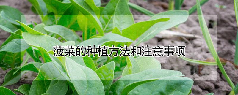 菠菜的种植方法和注意事项（菠菜的种植方法和注意事项有哪些）