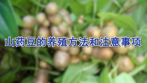 山药豆的养殖方法和注意事项（山药豆的养殖方法和注意事项视频）