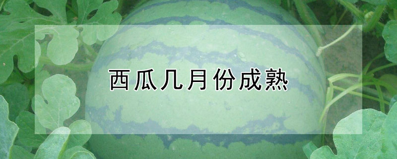 西瓜几月份成熟 广西西瓜几月份成熟