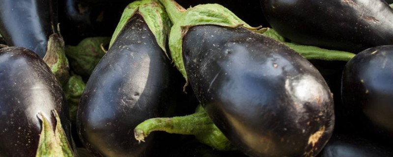 茄子常见病害及防治（茄子的病害防治）