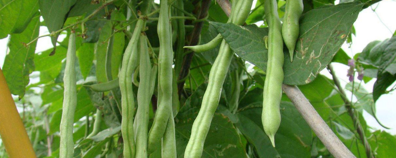四季豆爬藤吗（四季豆爬藤吗有毒吗）