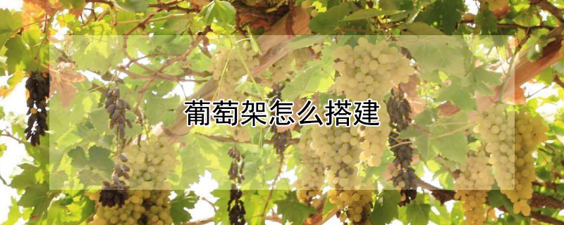 葡萄架怎么搭建（庭院葡萄架怎么搭建）