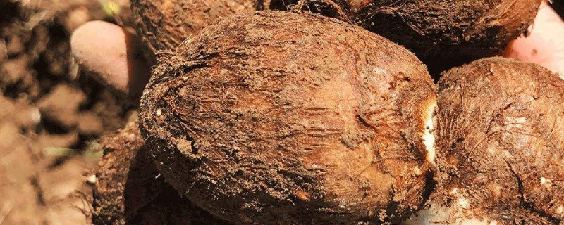 魔芋与香芋的区别（魔芋与香芋的区别图片）