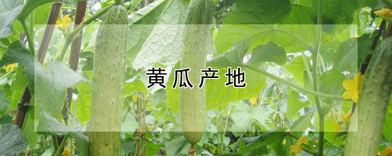 黄瓜产地（水果黄瓜产地）