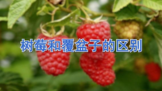 树莓和覆盆子的区别（树莓和覆盆子的区别图片）