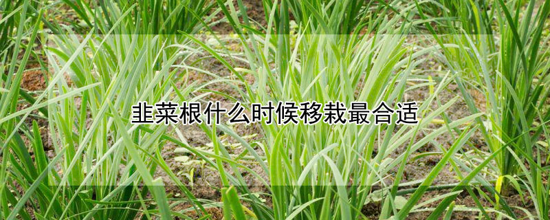 韭菜根什么时候移栽最合适 韭菜根什么时候移栽最合适呢