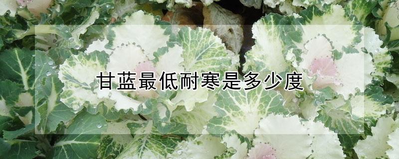 甘蓝最低耐寒是多少度（甘蓝能耐受多少度的低温）