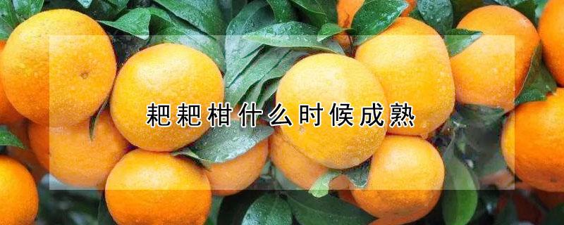 耙耙柑什么时候成熟 耙耙柑什么时候成熟?