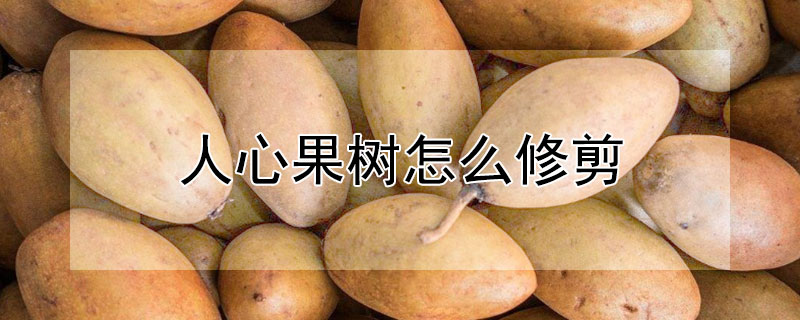 人心果树怎么修剪（人心果树修剪视频）