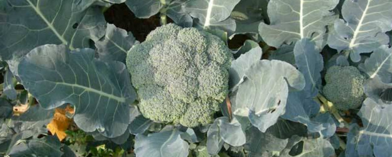 西兰花种植时间和方法 浙江西兰花种植时间和方法