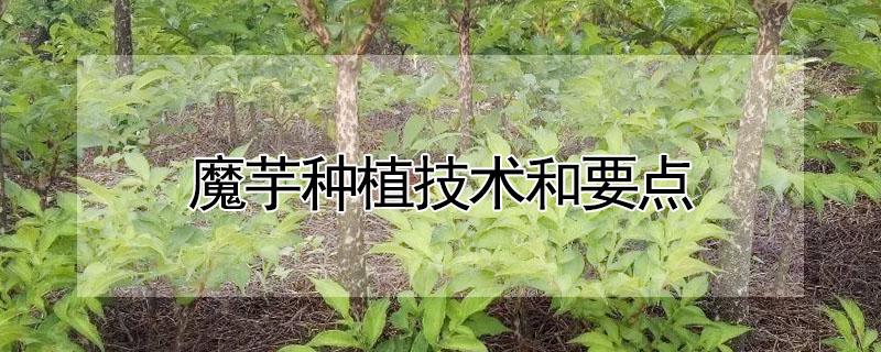 魔芋种植技术和要点（魔芋栽培技术要点）