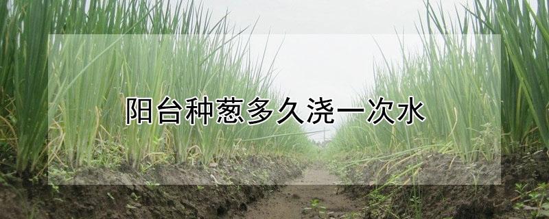 阳台种葱多久浇一次水 阳台种葱多久浇一次水合适