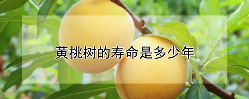 黄桃树的寿命是多少年 黄桃树结果树龄多少年?