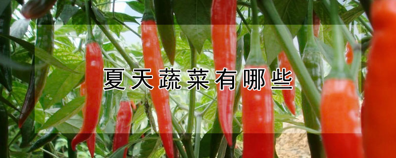 夏天蔬菜有哪些 夏天蔬菜哪些顶放