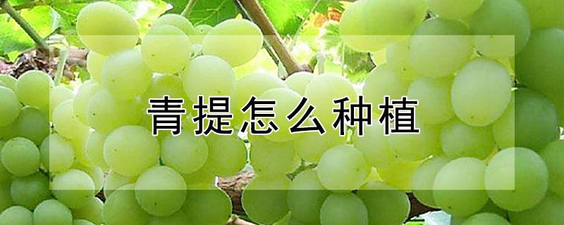 青提怎么种植（青提适合哪些地方种植）