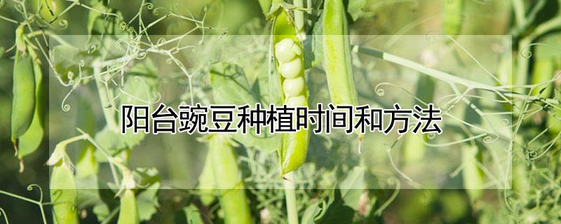 阳台豌豆种植时间和方法（阳台豌豆苗的种植方法和时间）