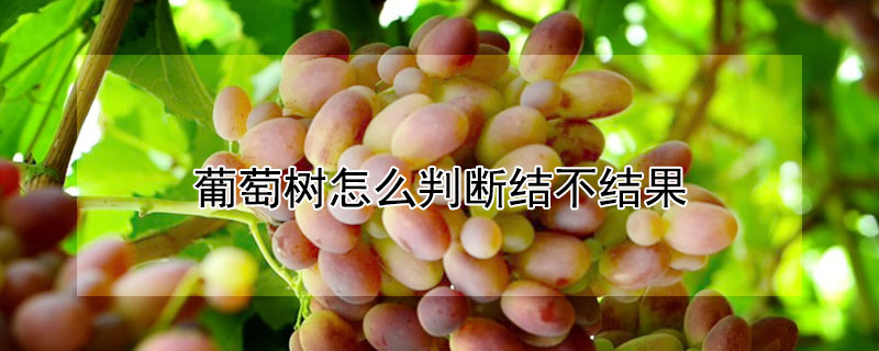 葡萄树怎么判断结不结果 葡萄树怎么判断结不结果呢
