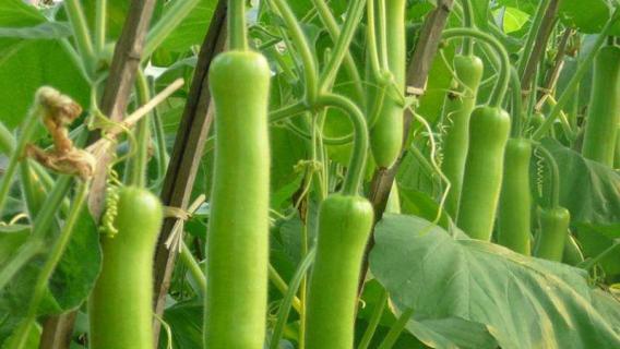 地卜是什么蔬菜