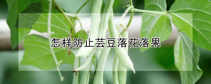 怎样防止芸豆落花落果 怎样防止芸豆落花落果