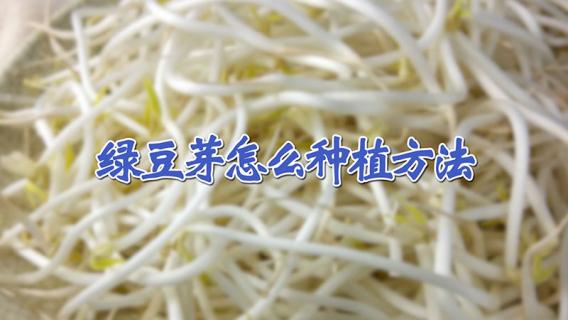 绿豆芽怎么种植方法 绿豆芽怎么种植方法图解