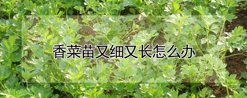 香菜苗又细又长怎么办（盆栽香菜出苗又细又高怎么办）