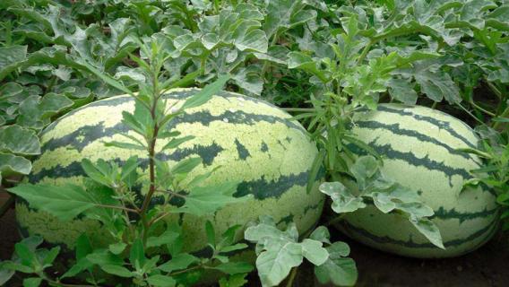 西瓜栽培技术与管理