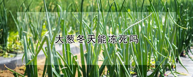 大葱冬天能冻死吗 大葱冬天能冻死吗视频