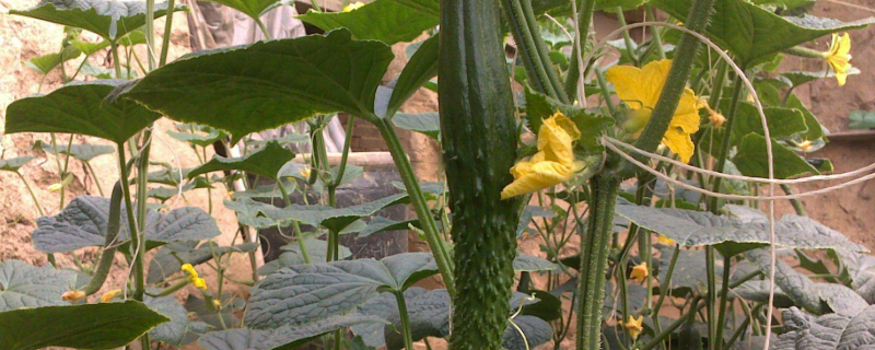 黄瓜一头大一头小是什么原因（黄瓜一头粗一头细原因）