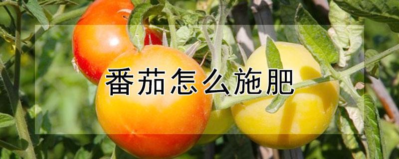 番茄怎么施肥 番茄怎么施肥果才大