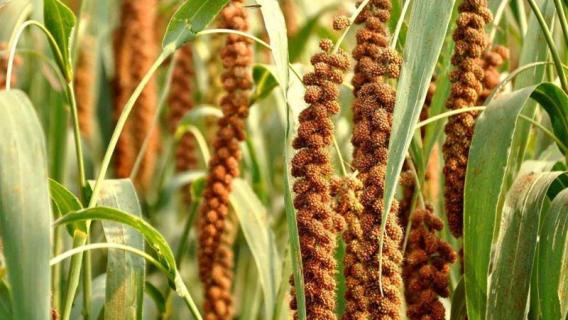 谷子是什么植物（谷子是什么植物类型）