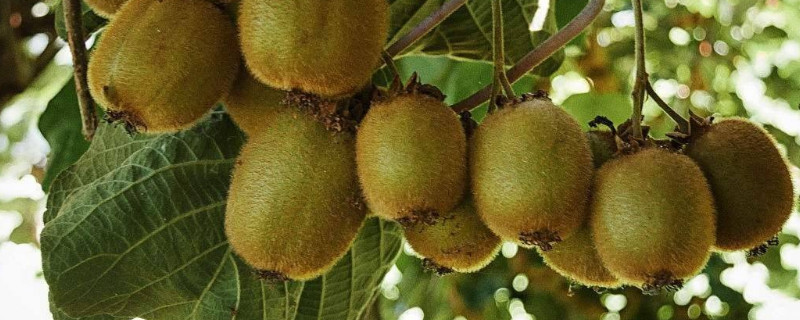 猕猴桃怎么种植（猕猴桃怎么种植小苗）