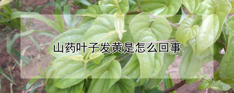 山药叶子发黄是怎么回事 山药叶子发黄是怎么回事图片