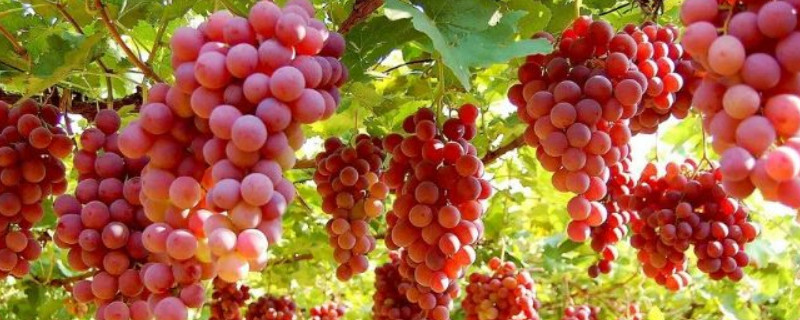 葡萄挂果后施什么肥（葡萄挂果后施什么肥好）