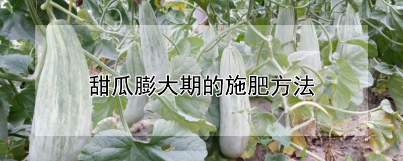 甜瓜膨大期的施肥方法 甜瓜膨大期的水肥管理