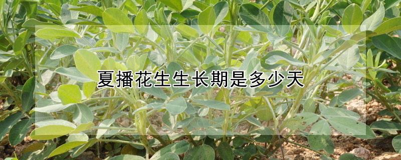 夏播花生生长期是多少天 花生春播和夏播什么时间开始