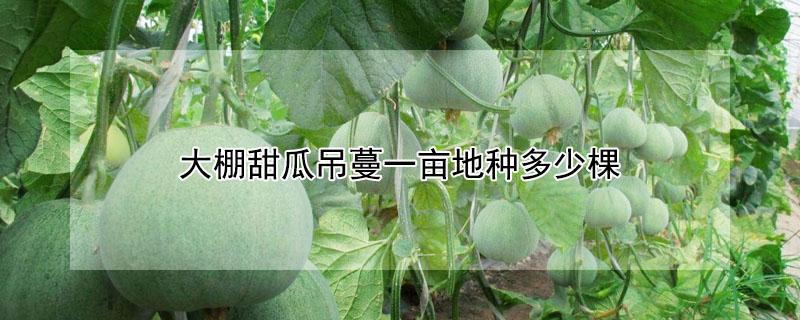 大棚甜瓜吊蔓一亩地种多少棵 甜瓜吊蔓一亩多少株