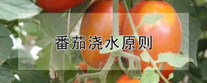 番茄浇水原则（番茄浇水原则有哪些）