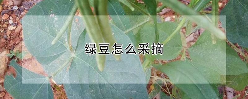 绿豆怎么采摘 绿豆怎么采摘好