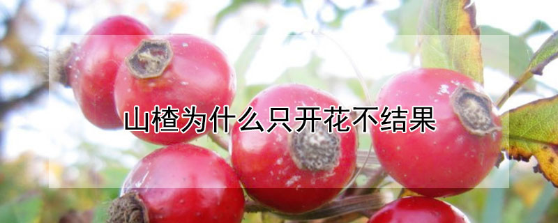 山楂为什么只开花不结果（山楂不开花不结果怎么回事）