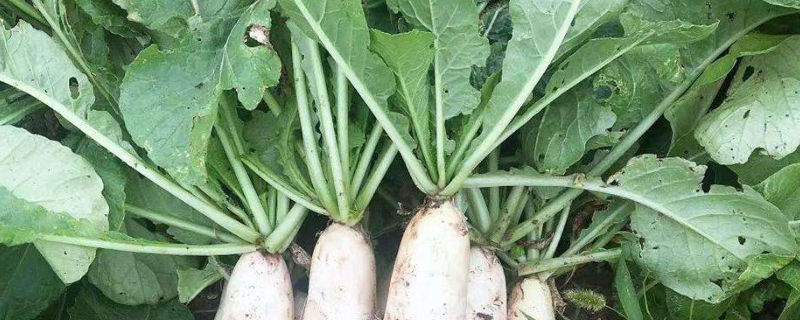 萝卜叶片发黄怎么办（萝卜叶片发黄怎么办呢）