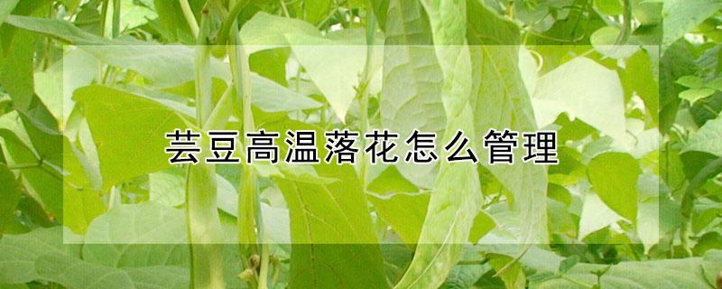 芸豆高温落花怎么管理（芸豆高温落花怎么管理视频）