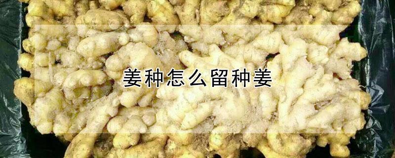 姜种怎么留种姜（怎么保留姜种）