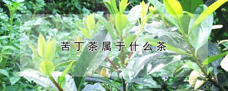 苦丁茶属于什么茶（苦丁茶属于什么茶种类）
