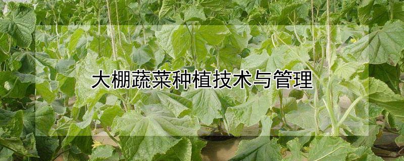 大棚蔬菜种植技术与管理（大棚蔬菜种植技术与管理书籍）
